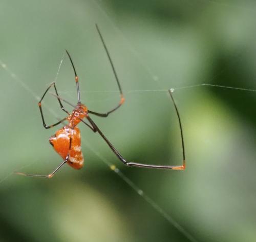 Argyrodes sp.